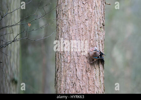 Eurasian Jay  Garrulus glandarius in woodland Norfolk Stock Photo
