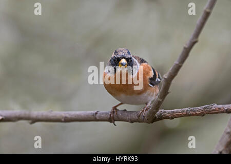 Brambling Fringilla montifringilla male in garden North Norfolk Stock Photo