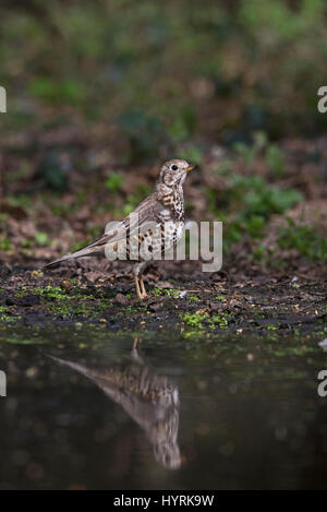 Mistle Thrush Turdus viscivorus coming to drink at woodland pool North Norfolk March Stock Photo