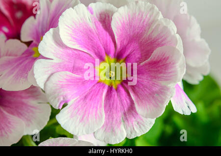 Primula obconica touch me, pink with white flowers, green leaves, close up macro Stock Photo