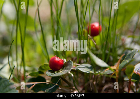 Wild American wintergreen. Eastern teaberry. Checkerberry. Boxberry. Gaultheria procumbens. Stock Photo