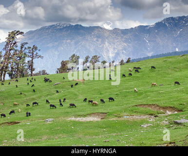 Sheeps herd on gentle slope in Himalayas Stock Photo