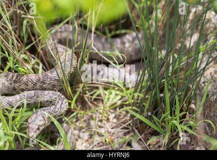 Pacific Gopher Snake (Pituophis catenifer catenifer) looking with cautious. Stock Photo