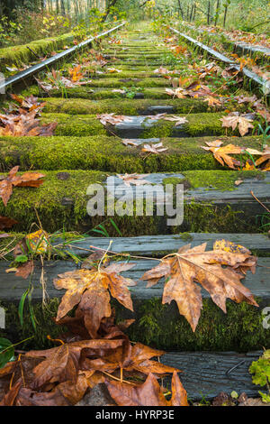 Leave lying on mossy abandoned converging railroad tracks during the Fall in Snoqualmie in Western Washington State Stock Photo