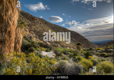 California Fan Palm, (Washingtonia filifera), and Brittlebush, (Encelia farinosa).  Indian Gorge, Anza-borrego Desert State Park, California, USA. Stock Photo