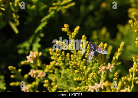 stable fly or house fly very close up Latin name stomoxys calcitrans muscidae or musca domestica on thuja bush Latin arbor vitae cupressaceae in Italy Stock Photo