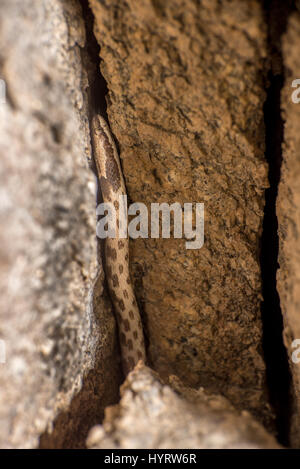 Northern Desert Nightsnake, (Hypsiglena chloroaea deserticola), in a crack in a rock face.  Anza-borrego Desert State Park, California, USA. Stock Photo