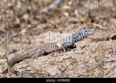 Great Basin WHiptail, (Aspidoscelis tigris tigris), Anza-borrego Desert State Park, California, USA. Stock Photo