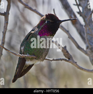 Close image of a male Anna's Hummingbird (Calypte anna) perched on a twig. Stock Photo