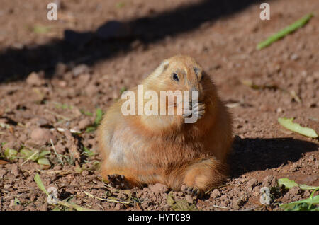 Chubby black tailed prairie dog snacking on some food. Stock Photo