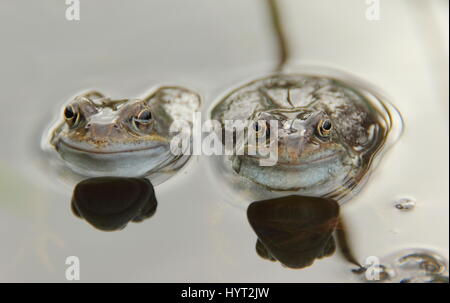 European common frogs (rana temporaria) chorusing in an urban garden pond during breeding (spawning) season,, England - March Stock Photo