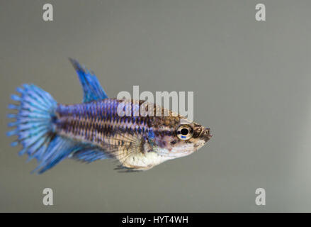 Young crown-tail female Betta Splendens Stock Photo