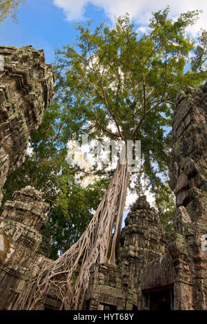 Vertical view of one of the many trees growing through the Ta Prohm temple in Cambodia. Stock Photo