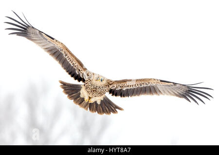 Eastern Imperial Eagle (Aquila heliaca) in flight in winter Stock Photo