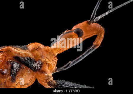 Extreme macro of a Milkweed Assassin bug (Zelus annulosus). The Milkweed Assassin is considered for its potential as biocontrol agent in integrated pe Stock Photo