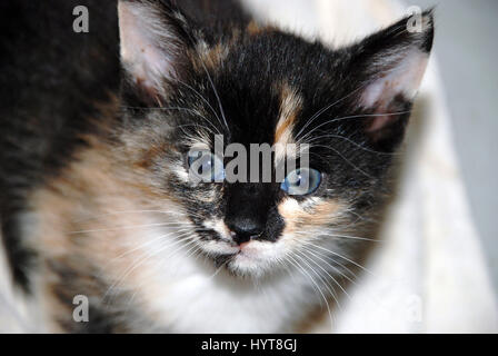 Bright Eyed Kitten Stock Photo