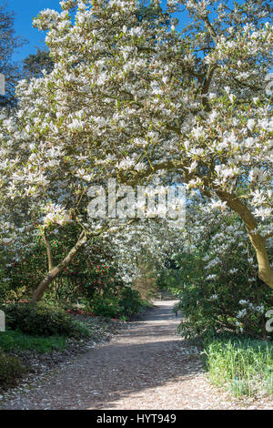 Magnolia × soulangeana Alba Superba trees in flower along a path at RHS Wisley gardens, Surrey, England Stock Photo
