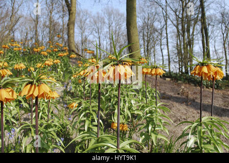 Fritillaria 'Beethoven' orange flower growth in the flowerbed. Stock Photo