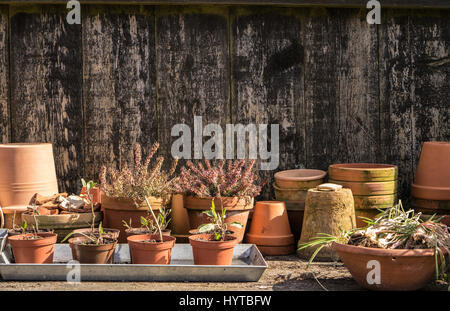 romantic idyllic plant table in the garden. Spring Preparing the garden. Cuttings and new plants peeping out of plant boxes. Spring flower bulbs are t Stock Photo