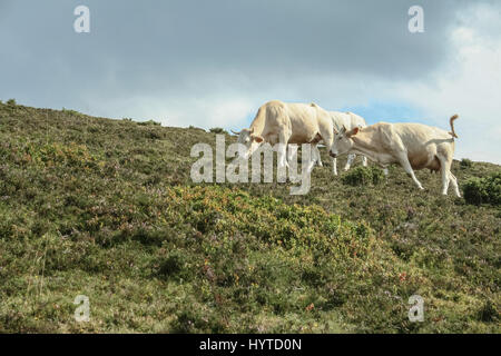 Blonde d Aquitaine breed cows eating grass in the French Pyrenees in summer  Picture of three cows from the breed blonde d aquitaine in a pasture in t Stock Photo