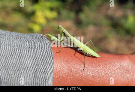 a big praying mantis on human hand closeup outdoor Stock Photo