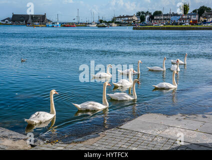Swans roaming in the Corrib river, Galway, Ireland