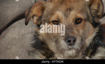 Abandoned shaggy dog sits on street Stock Photo