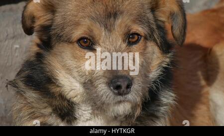 Abandoned shaggy dog sits on street Stock Photo