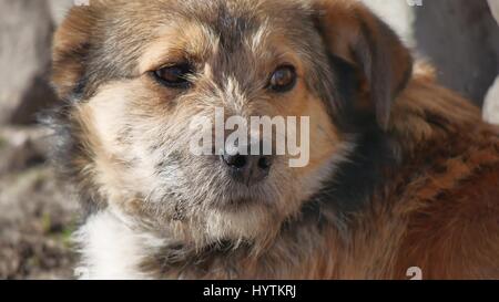 Abandoned shaggy dog sits on the street outdoor Stock Photo