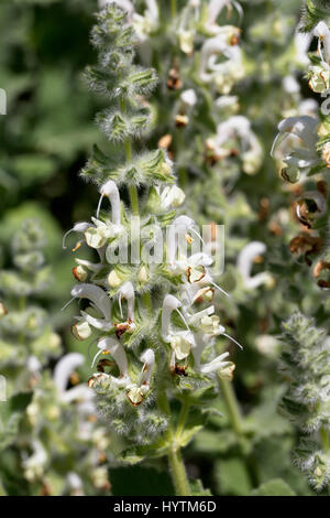 White Hedge-nettle, or Prasium, (Prasium majus) in flower, Akamas Peninsula, Paphos, Cyprus. Stock Photo