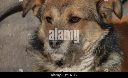 Abandoned shaggy dog sits on street Stock Photo