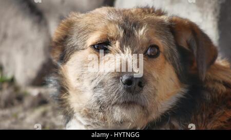 Abandoned shaggy dog sits on the street outdoor Stock Photo