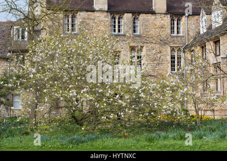 Magnolia tree in Worcester College in spring. Oxford, Oxfordshire, England Stock Photo