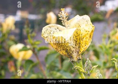 Mealybug on hibiscus flower. Plant aphid insect infestation. Thick Stock Photo