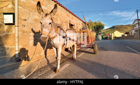 Portugal: Traditional donkey carriage parking in front of a granite stone rustic house Stock Photo