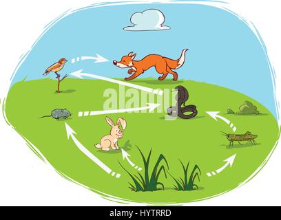 Science food chain diagram illustration Stock Vector Image & Art - Alamy