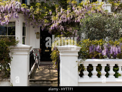 Blossoming wisteria tree covering up a house facade in Notting Hill, London Stock Photo