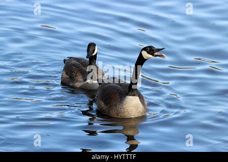 Two Canada Geese Branta canadensis honking at other birds to defend their territory on a lake Stock Photo