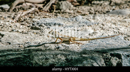 Small lizard on a sunlit stone wall. Stock Photo