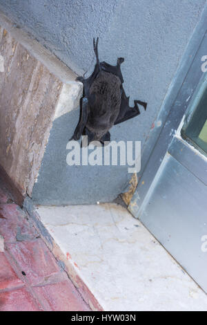 Abstract and conceptual sleeping, bat sleeping on the wall of a palace in the city. Insectivores, feeding on insects. Stock Photo