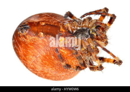 Close-up of a female European garden spider (Araneus diadematus) from underneath Stock Photo