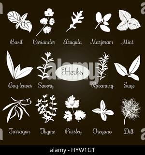 Big vector set of popular culinary herbs White silhouettes. Basil, coriander, arugula, marjoram, mint, bay leaves, savory, rosemary, sage tarragon thy Stock Vector