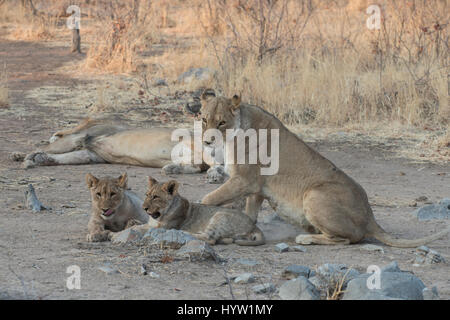 Children watching Lion Panthera leo in captivity in its glass cage in ...