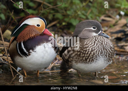 pair of Mandarin Ducks (Aix galericulata) Stock Photo