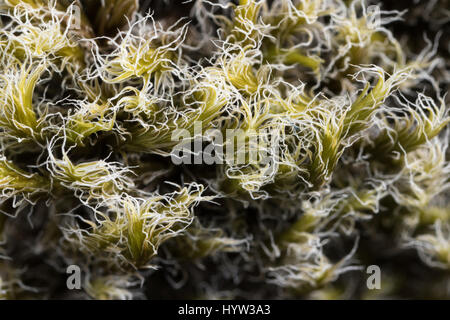Woolly Fringe-moss (Racomitrium lanuginosum) Stock Photo