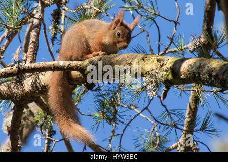 Red Squirrel (Sciurus vulgaris) Stock Photo