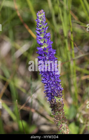Spiked Speedwell (Pseudolysimachion spicatum) flower Stock Photo