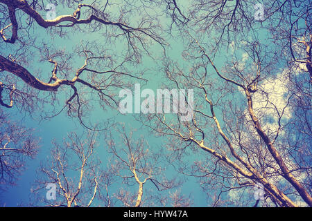 Looking up at the leafless tops of plane trees, retro stylized picture. Stock Photo
