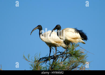 Pair of Sacred ibises, Threskiornis aethiopicus, Perched on a Tree in the Camor Couple argue France Stock Photo