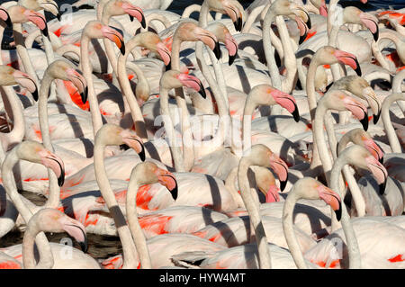 Flock of Pink Flamingos or Greater Flamingos, Phoenicopterus ruber, in the Camargue france Stock Photo